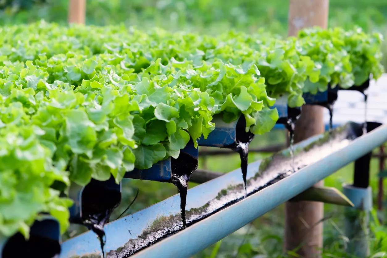 Granja de hortalizas hidropónica. Con la zeolita logramos raíces más aireadas y con mejor anclaje.