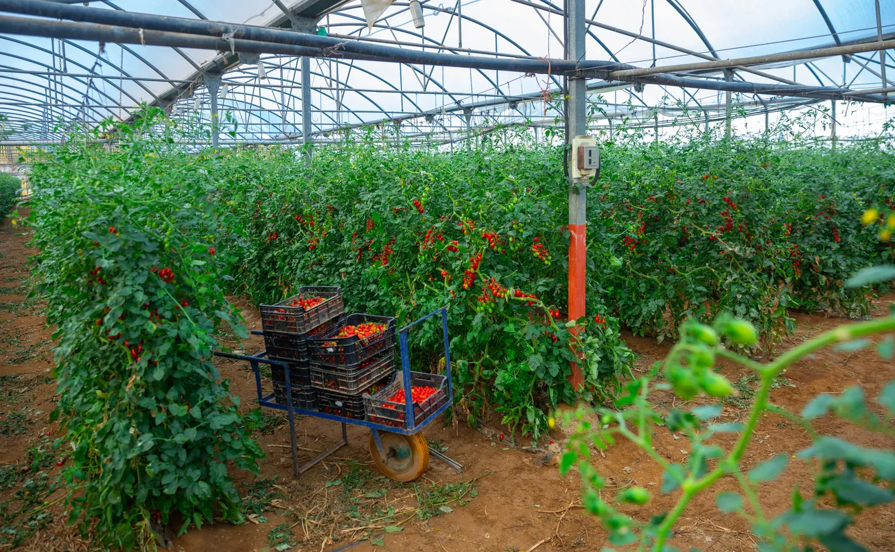 Gran invernadero de cultivo de tomates rojos en donde la zeolita logra Menor gasto en fertilizantes y nutrición más equilibra