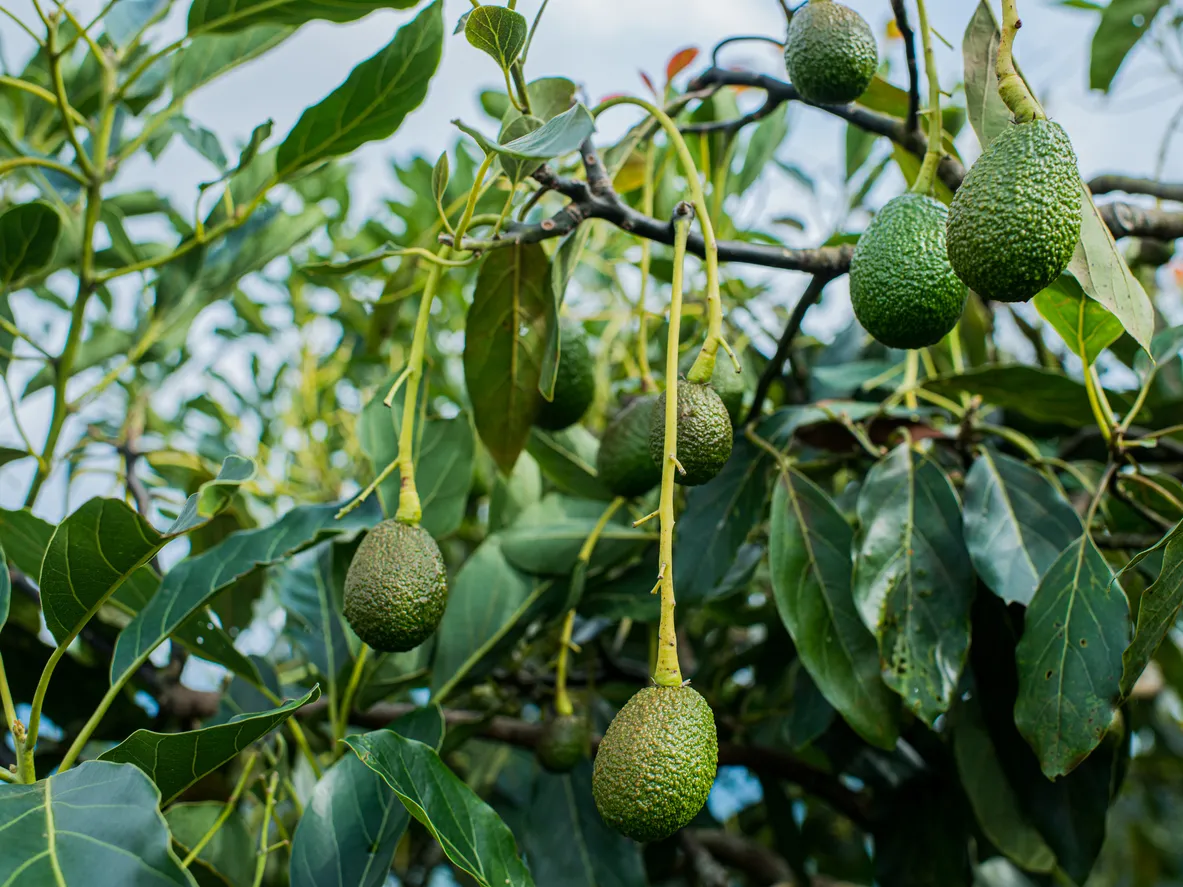 Zeolita en cultivo de aguacate