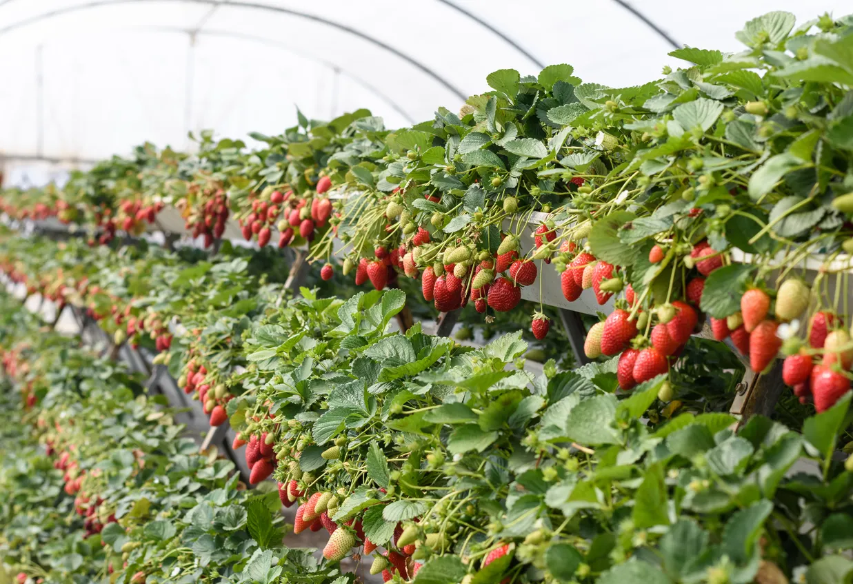 La cosecha de fresas rojas frescas maduras crece en el invernadero de la granja.