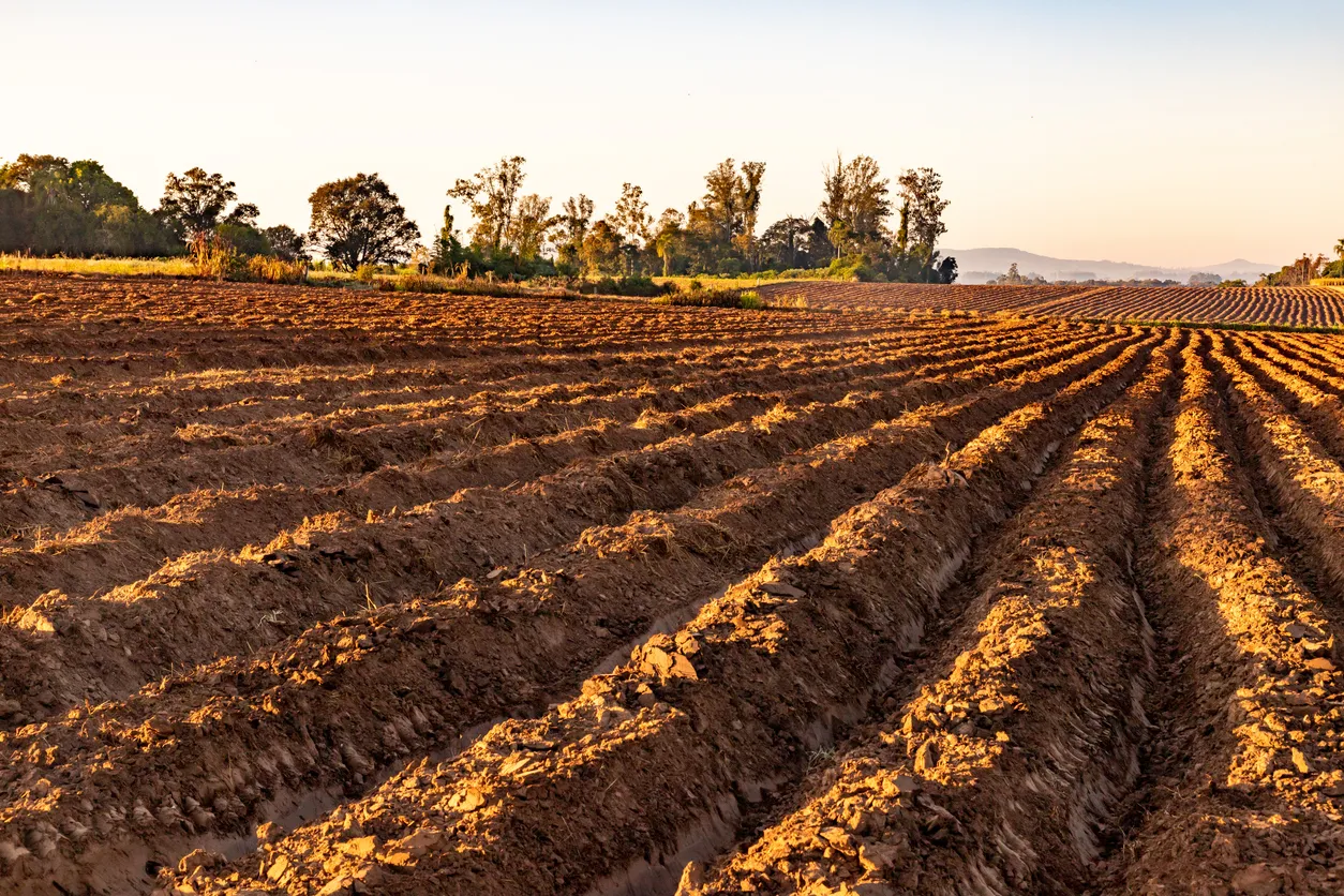 Campos de cultivo al amanecer, la zeolita apoya la recuperación de la estructura del suelo,