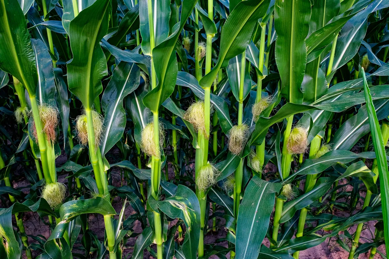 Mazorcas de maíz madurando, enclavadas entre un exuberante follaje verde.La zeolita apoya un crecimiento más uniforme