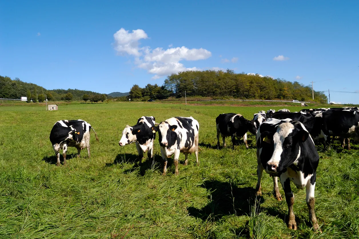 vacas pastando en pastp ganadero. La zeolita favorece raíces más profundas y mayor tolerancia a sequías cortas.