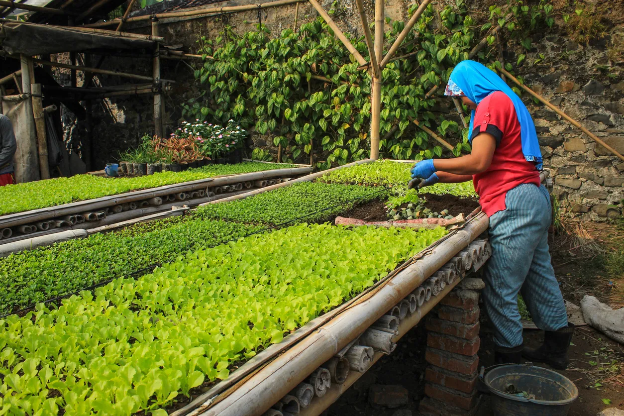 Persona en cultivo de lechuga.La zeolita ayuda Mejora la eficiencia de fertilización. 