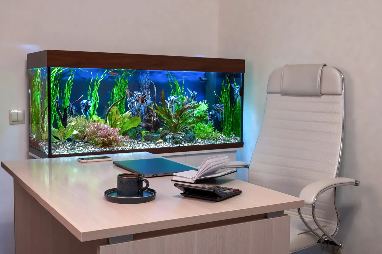 Zeolita para acuarios