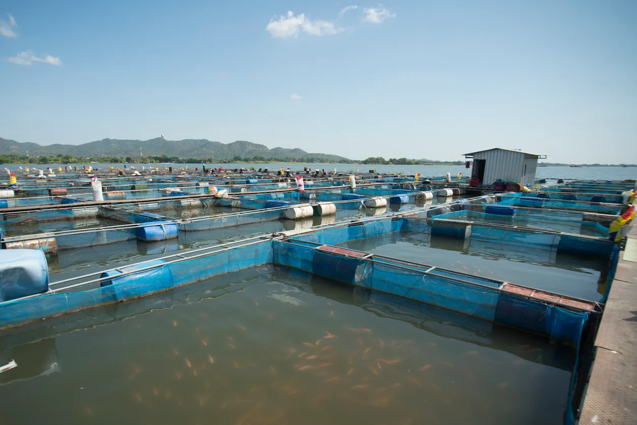 Enorme granja de peces. La zeolita ayuda a la disminución de turbidez y sólidos finos que afectan las branquias.
