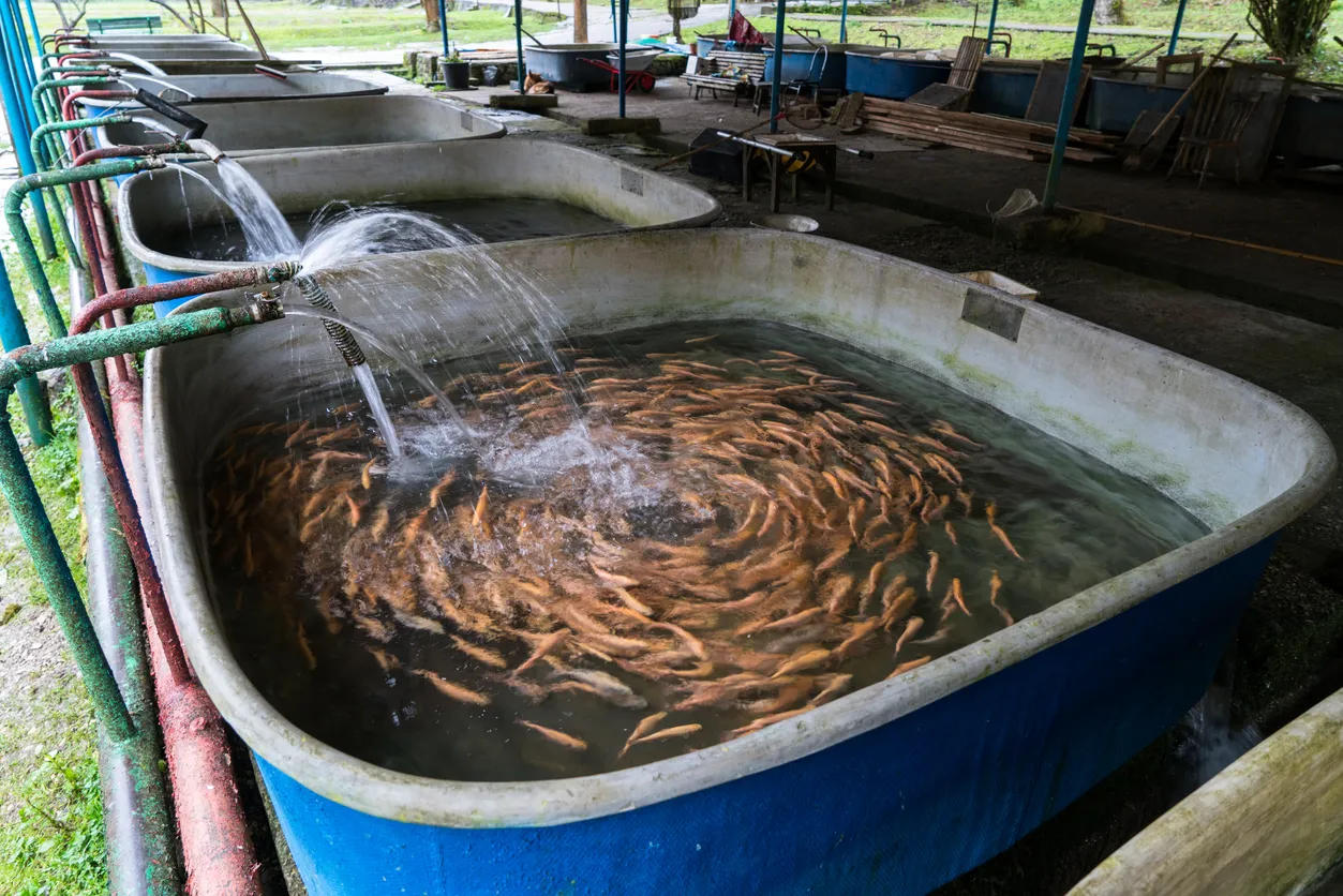 Granja de truchas, crianza de peces juveniles en bandejas de flujo continuo. Lazeolita ayuda a mantener la calidad del agua