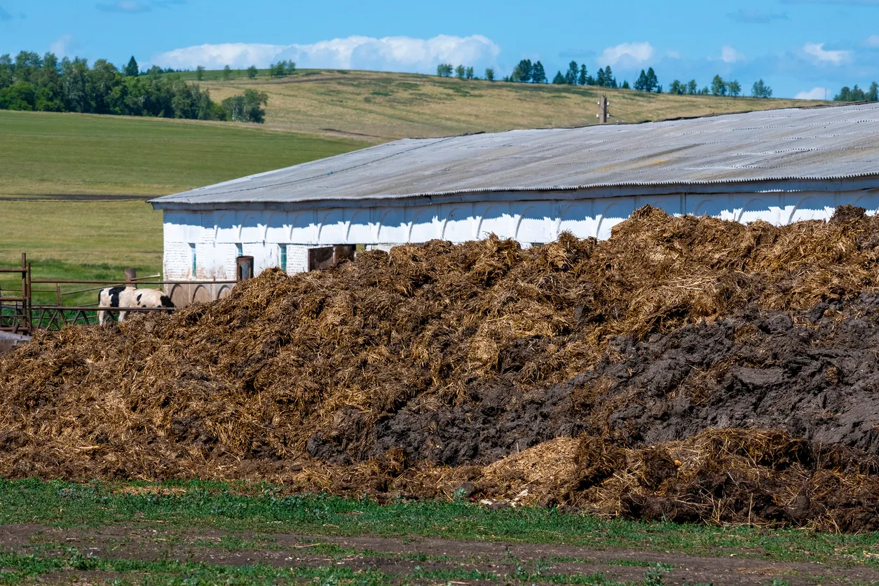 Un montón de estiércol en la granja. La zeolita aporta control de amoníaco y humedad en compostaje de estiércoles